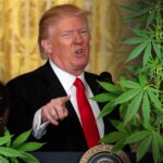 Trump in Favor of States Rights on Marijuana